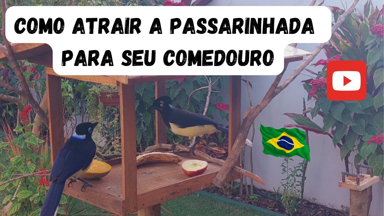 4K - Ideias de comedouro com frutas para pássaros livres 🦅🦅🦅