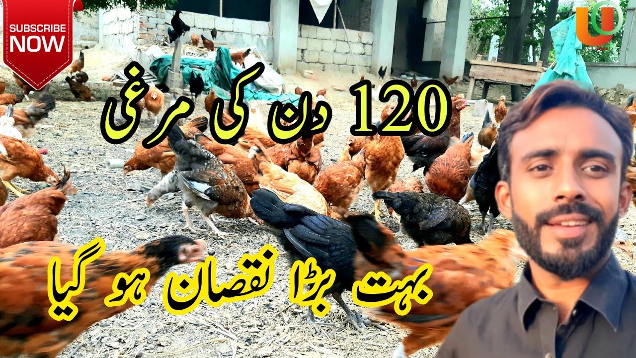 My chick is 120 days old and the disease has damaged it, may Allah forgive me Umar Official U O
