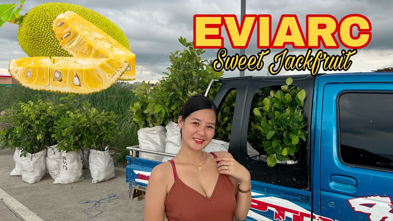 500 seedlings EVIARC SWEET JACKFRUIT !! Ready na Itanim
