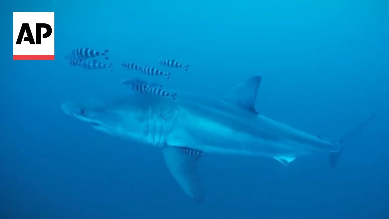 Rare underwater video shows a Great White Shark in the Mediterranean