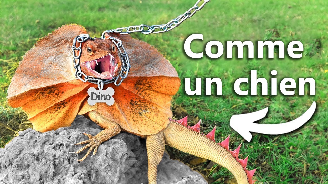 J’ai Un Dinosaure De Compagnie (un peu)
