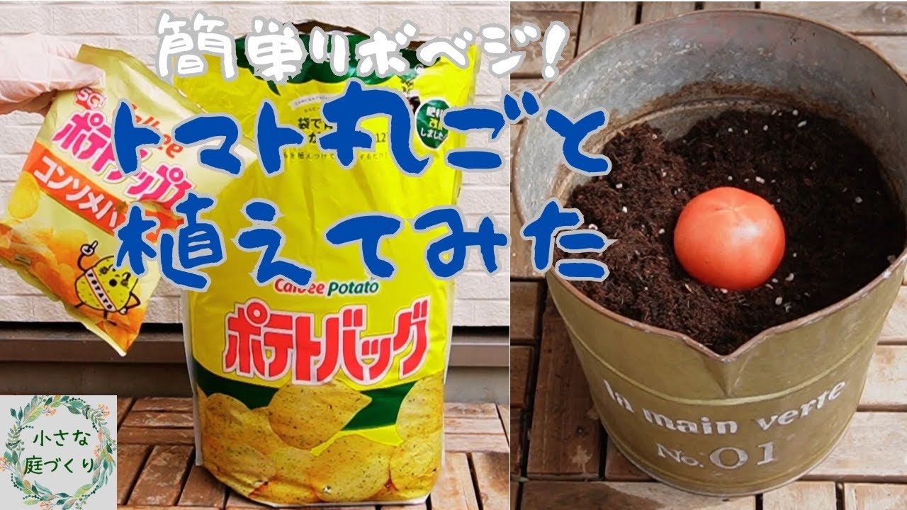 【家計に優しいリボベジ(再生栽培)】簡単3ステップじゃがいも栽培