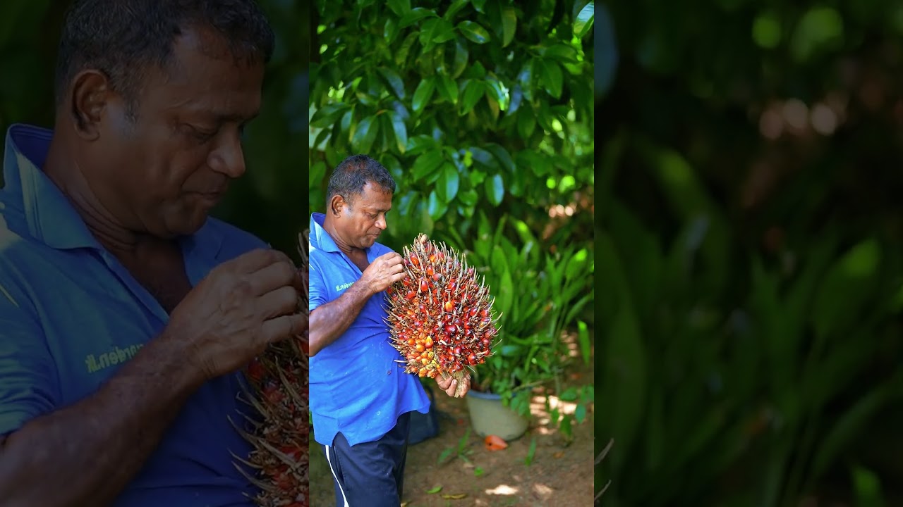 This Palm Fruit Will Change Your Mind! 🌴🤯