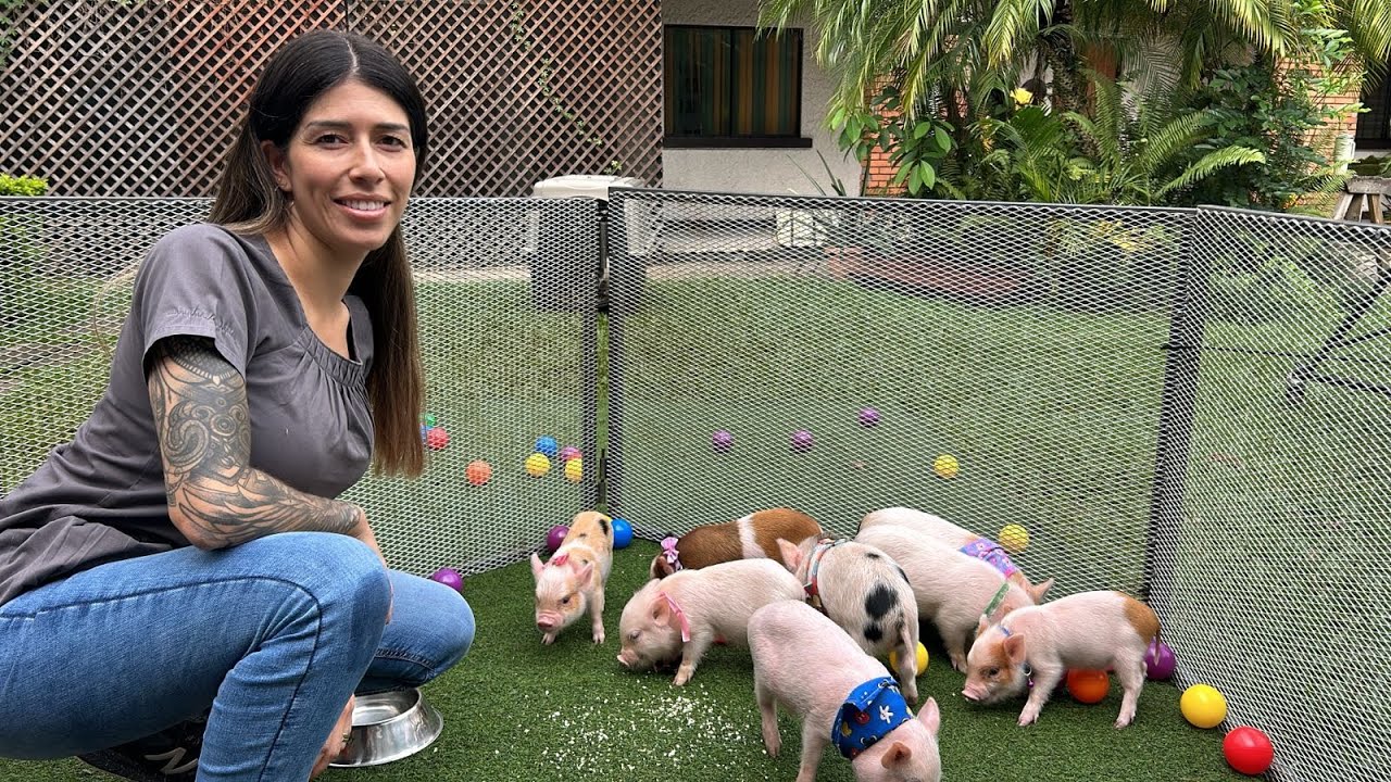 Los mini pig son una excelente alternativa de mascota