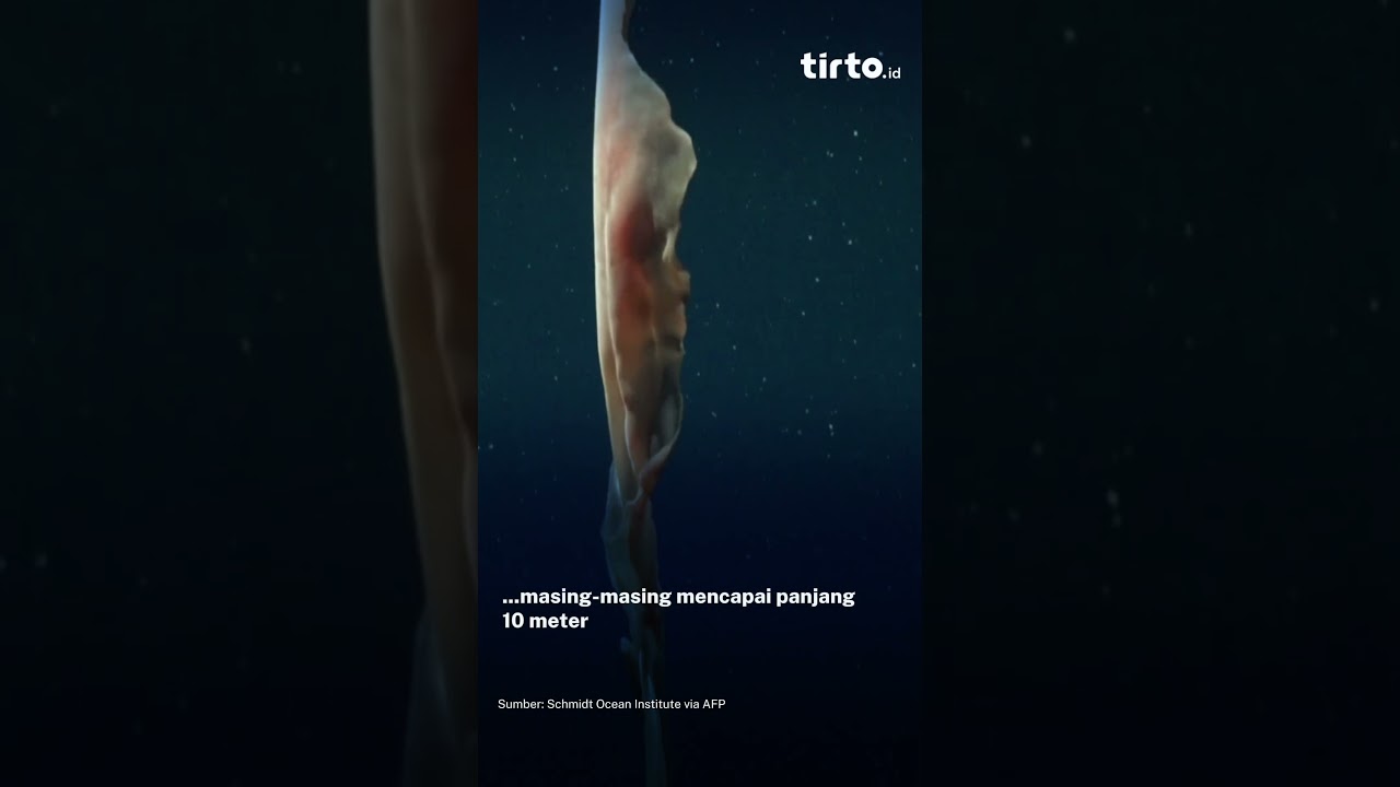 GIANT PHANTOM JELLYFISH #tirtorecap