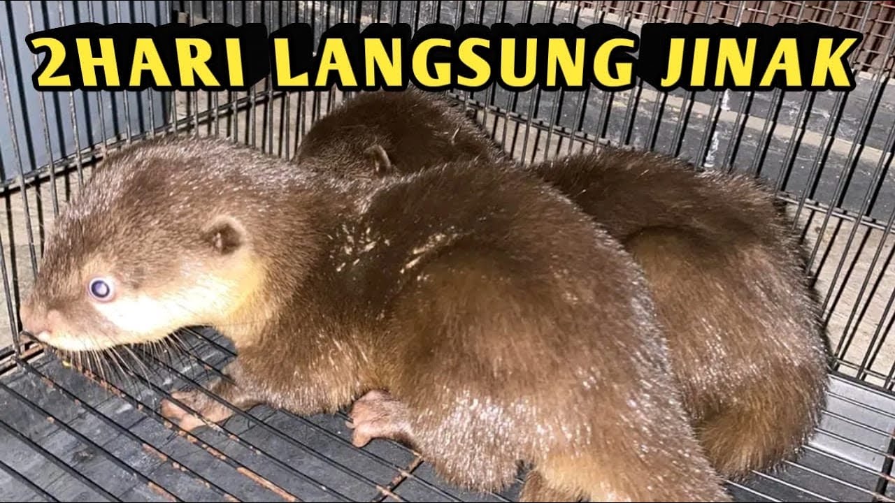 MENJINAKAN OTTER / BERANG BERANG GALAK || CARA CEPAT MENJINAKAN OTTER BERANG BERANG