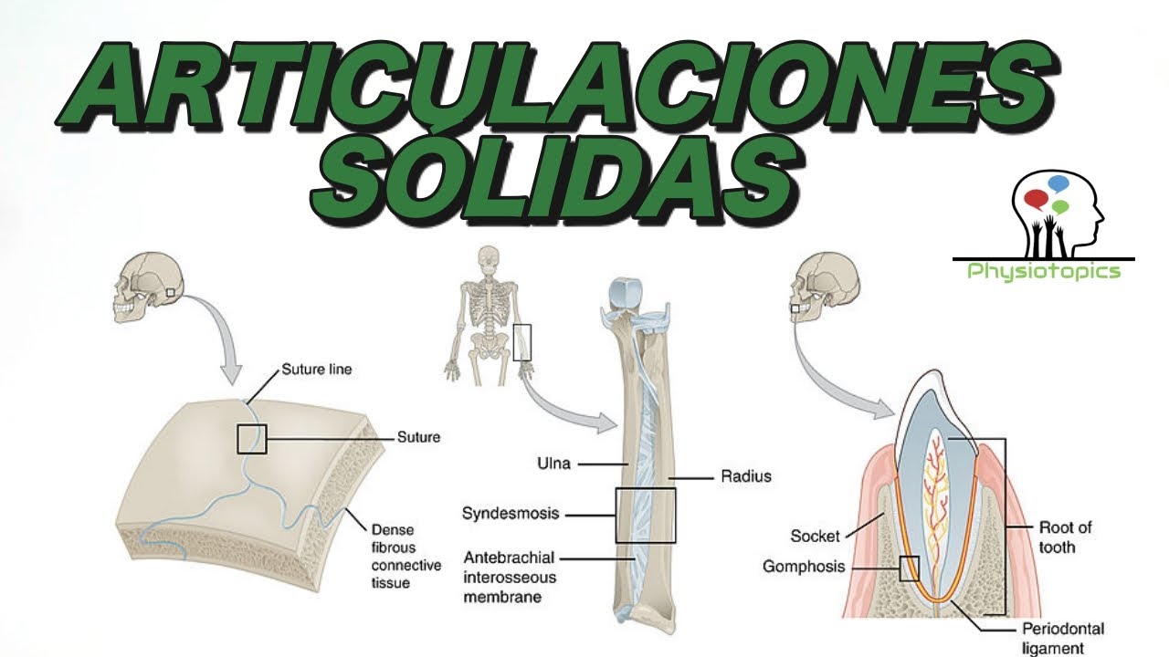 Las Articulaciones S&oacute;lidas | Clasificaci&oacute;n y ejemplos