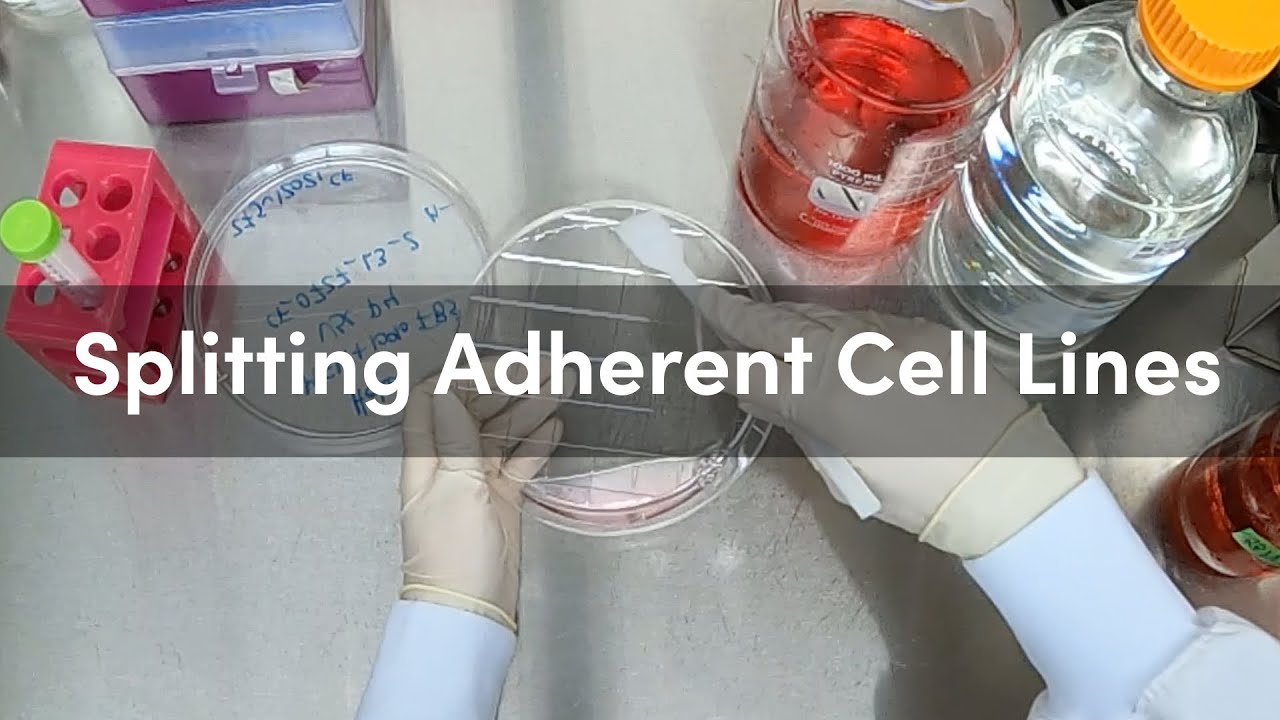 How to Split Adherent Cell Lines: Step-By-Step Demonstration | CST Tech Tips