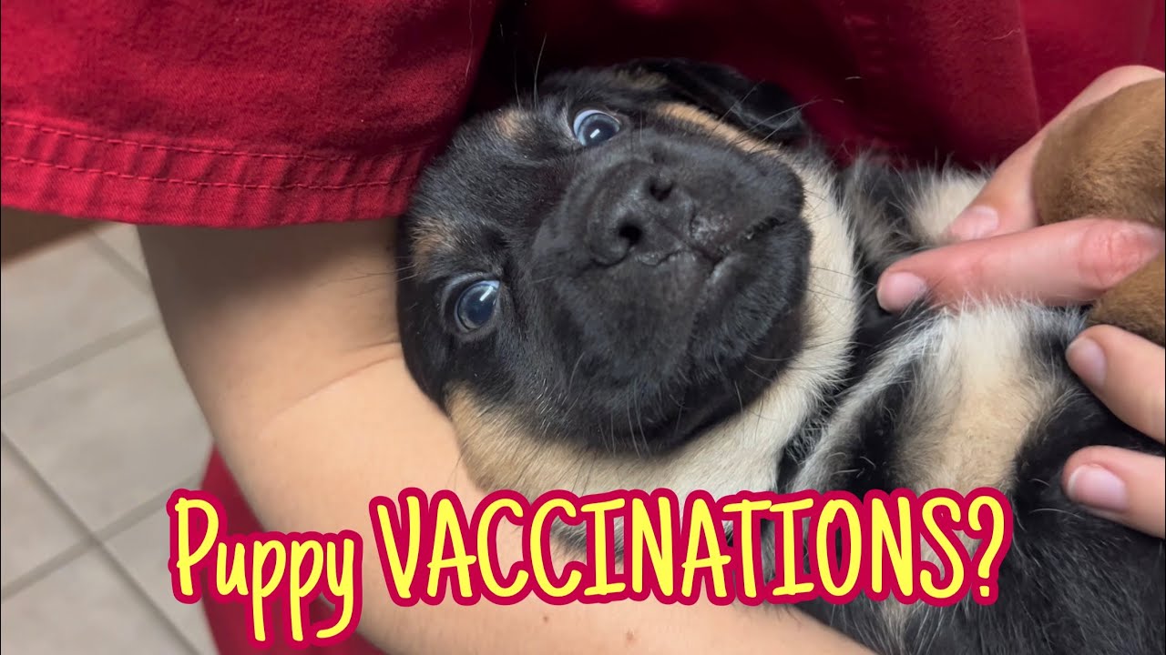 Puppy Vaccinations