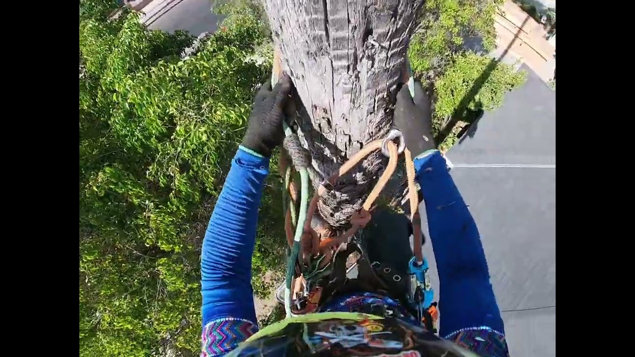 como se debe subir una palmera con mayor seguridad 🫡🫡