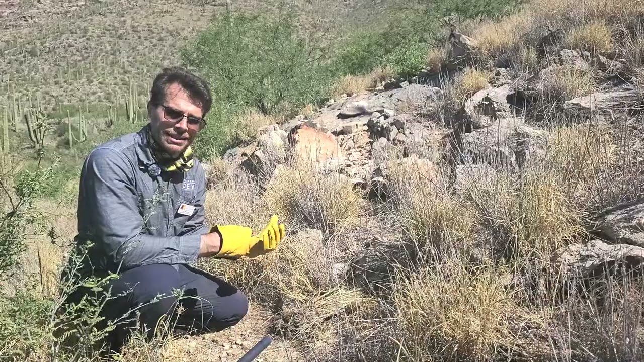 The Saguaro, Hub of the Sonoran Desert - Video Series Episode 3: Invasive Species