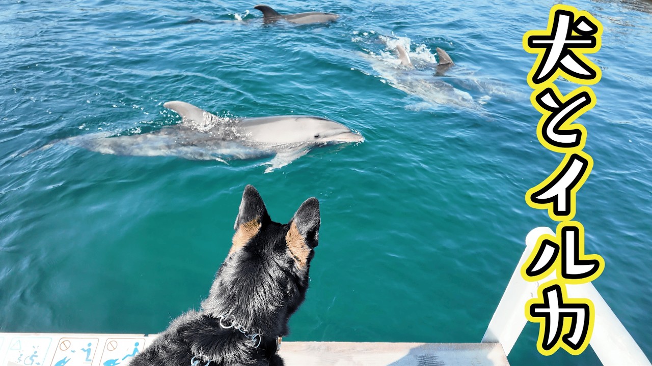 愛犬がイルカに初めて出会った日。【淡路島】【ジャーマンシェパード】