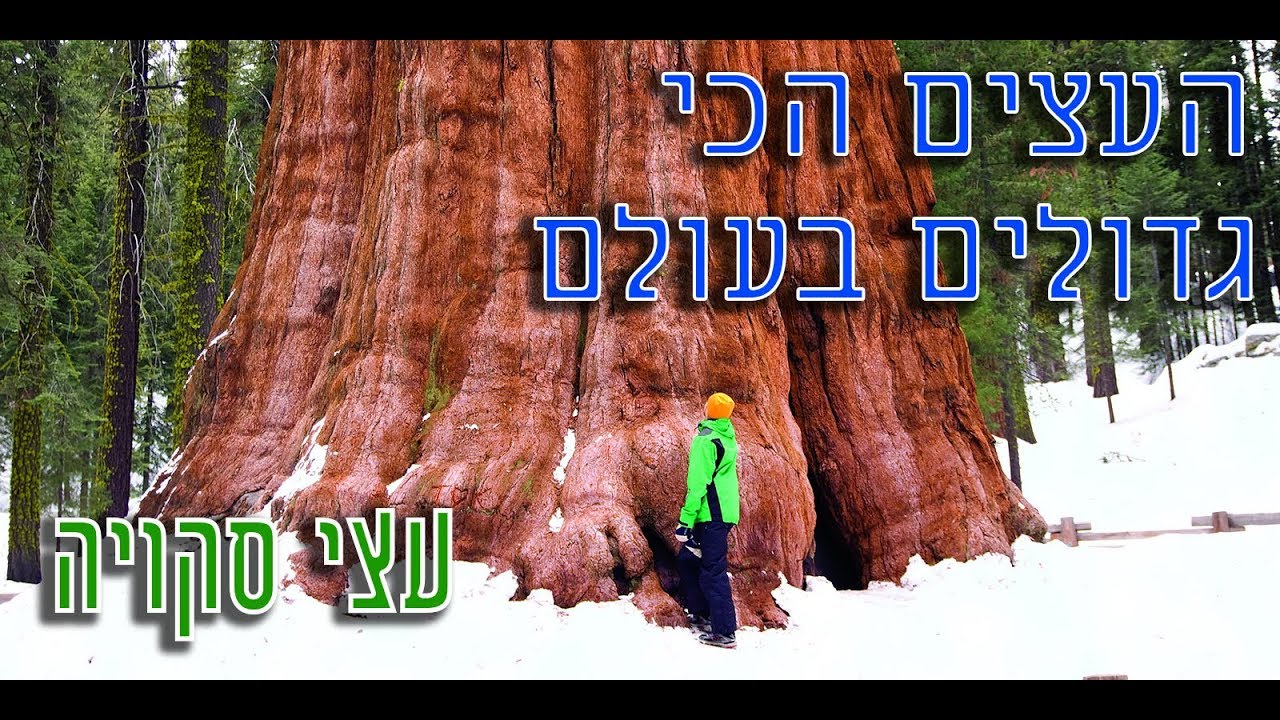 עצי סקויה- מה זה?