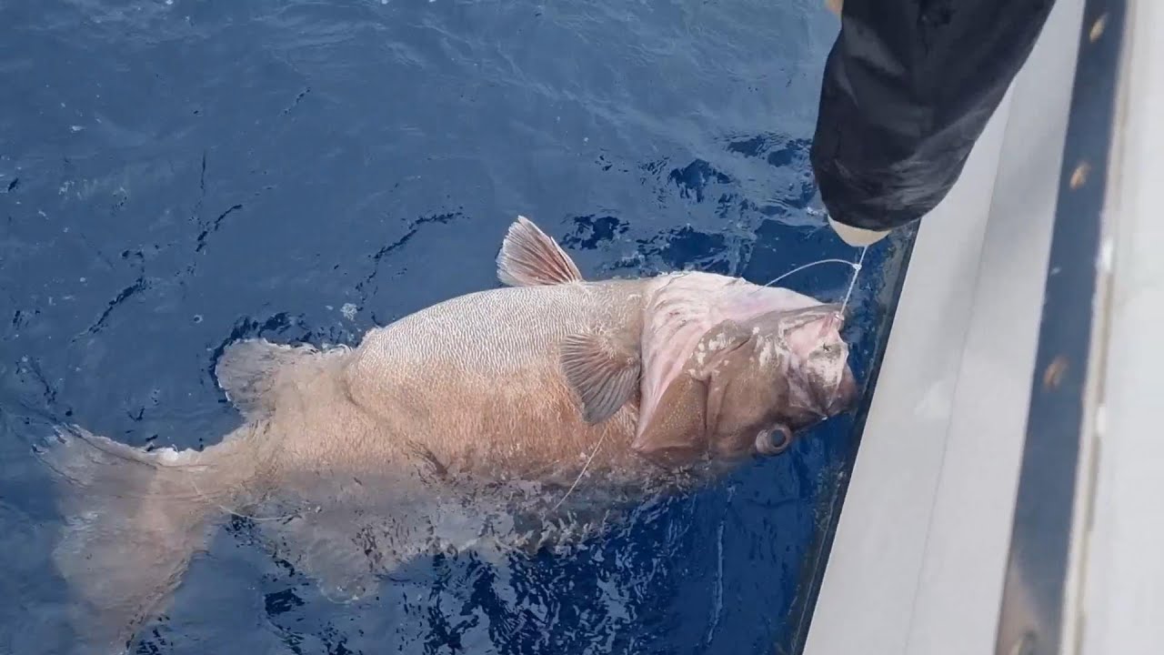 Deep-Dropping for BIG Fish! (3 Kings Island Series)