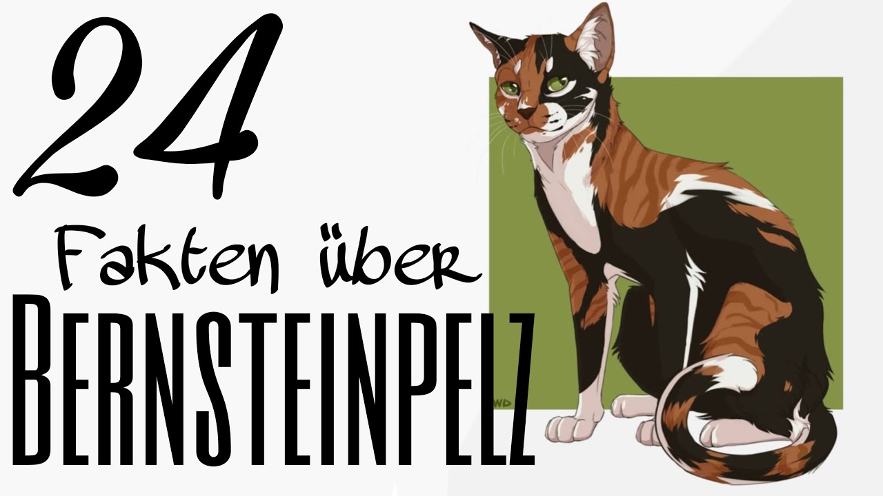 24 Fakten über Bernsteinpelz | Warrior Cats