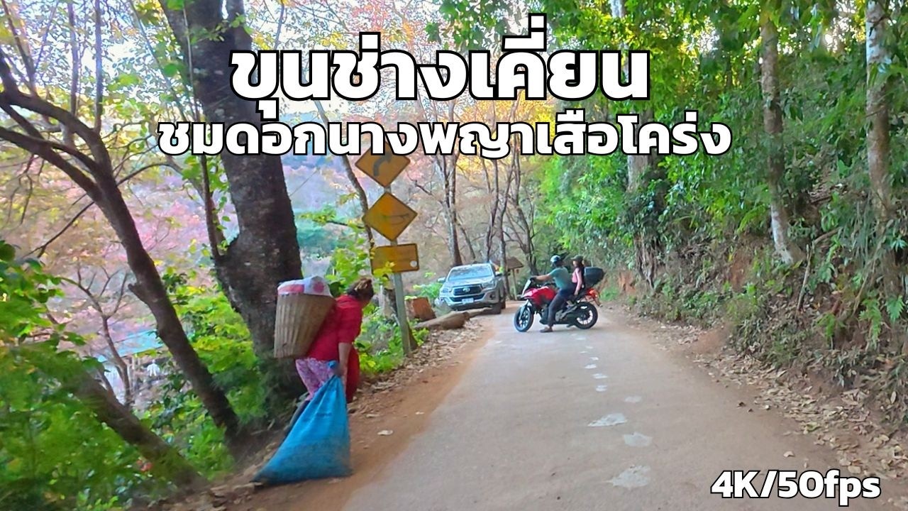 ขี่รถขึ้นดอยปุย รีวิวเส้นทางไปขุนช้างเคี่ยน 🌸 ชมนางพญาเสือโคร่ง | 4K