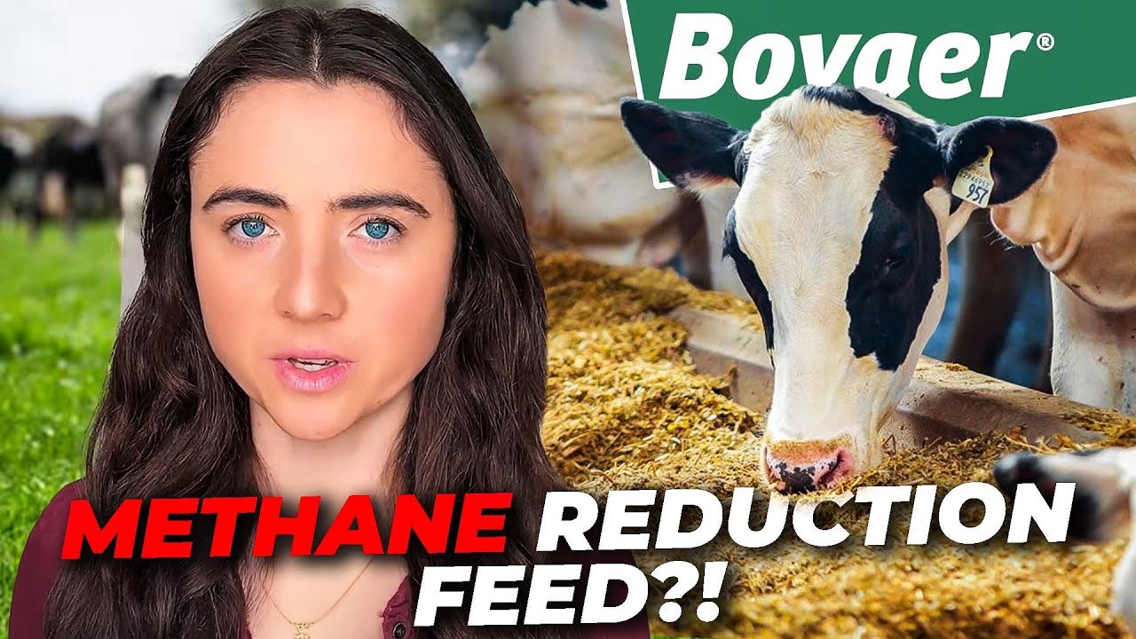 Why Cow Burps Aren’t the Issue, Big Agriculture Is.