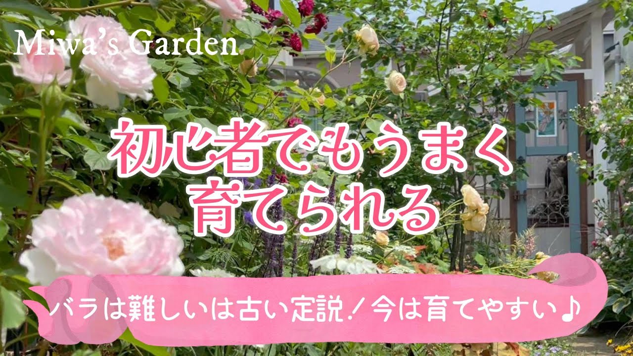 【バラ初心者でも育てやすい！おすすめの薔薇🌹】病気に強い＊半日陰や日陰で育つバラも♪ロサオリエンティス/ピエールドロンサール/宿根草とバラの庭