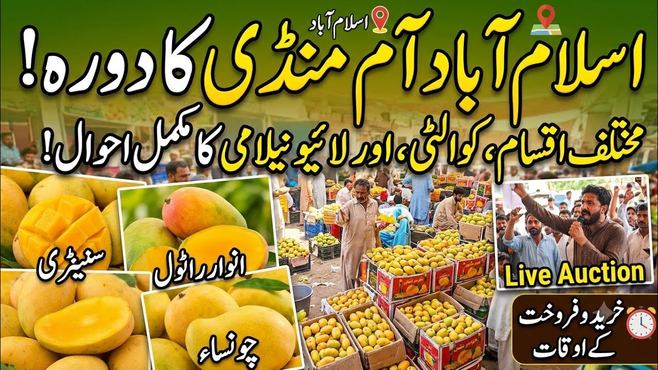 Insane Mango Market in Pakistan! 🥭 From Farm to Market | Live Wholesale Auction | Adnan Mayar Vlogs 
