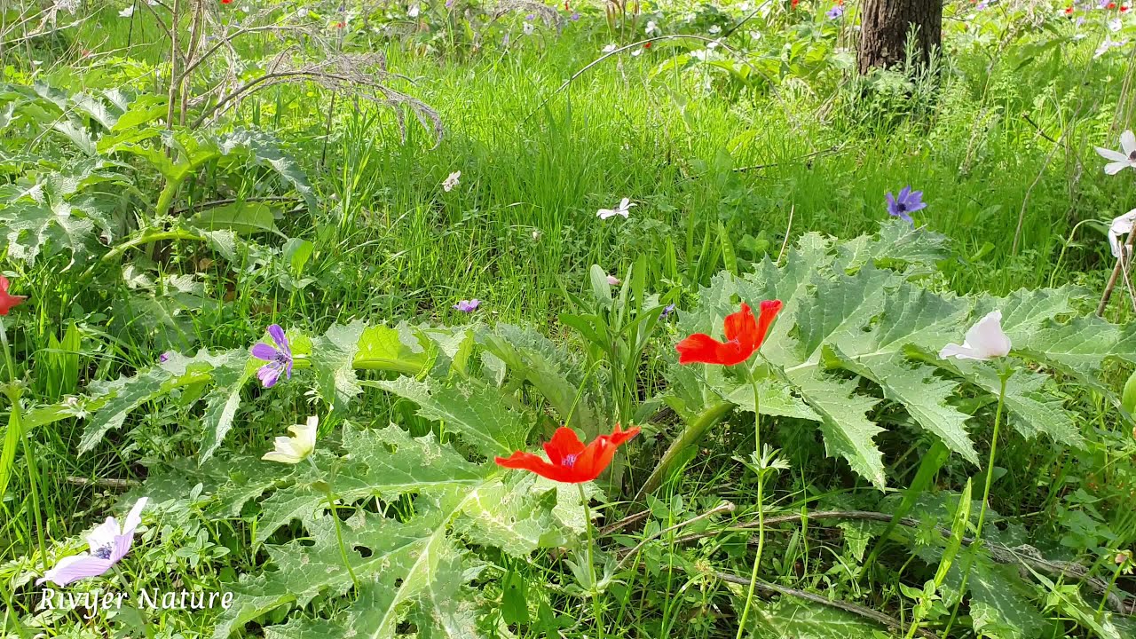 Relaxing Walk in North Israel, Megiddo