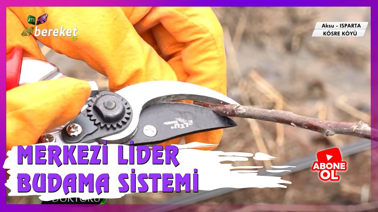 Bahçe Doktoru - Bitki Üzerindeki Meyve, Yaprak ve Sürgün Gözleri