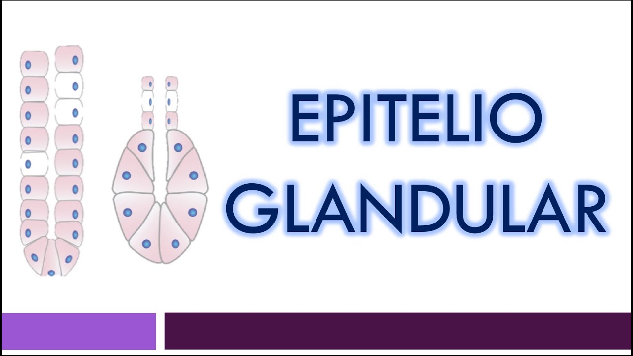 TEJIDO EPITELIAL: Epitelio Glandular