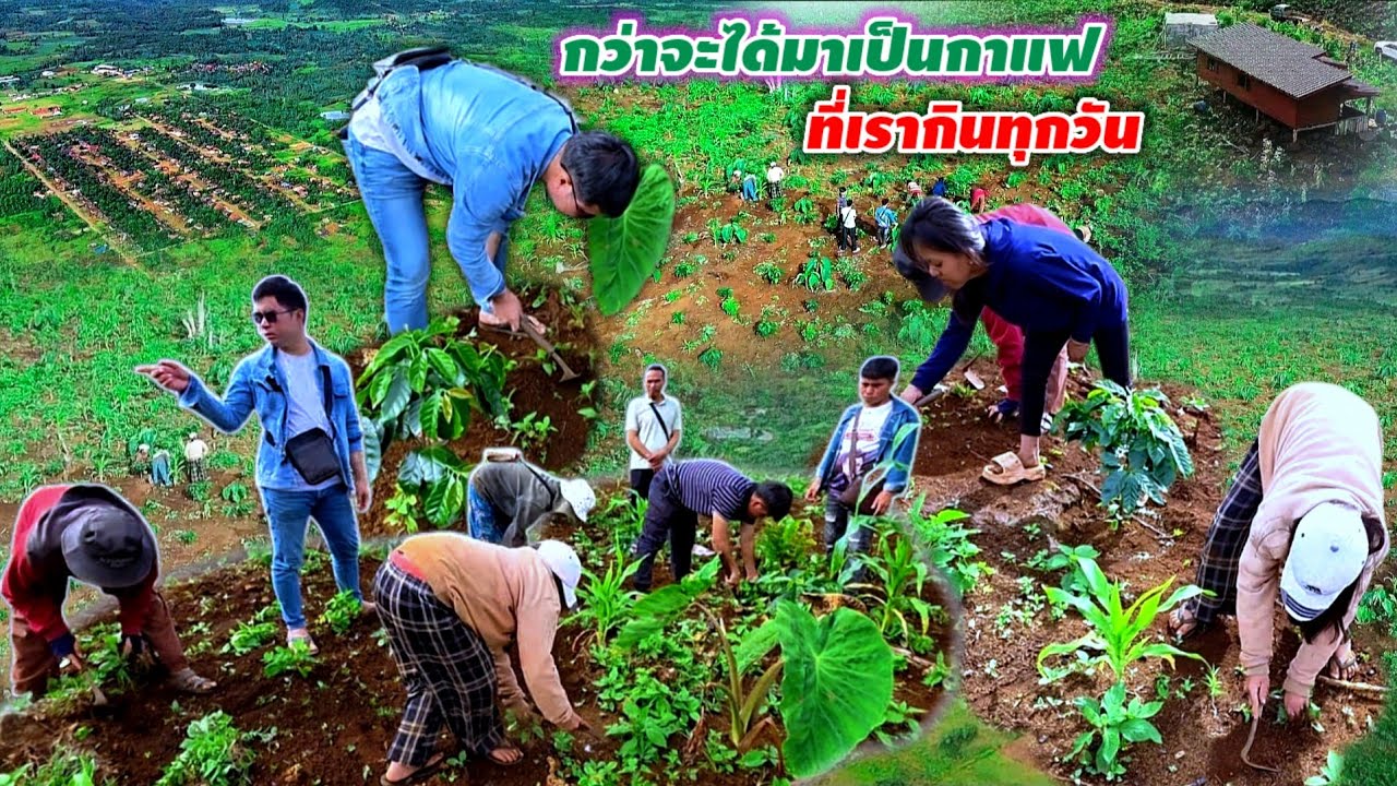 รอบค่ำก่อนเดินทางกลับ วิธีดายหญ้าสวนกาแฟ 18 ตุลาคม ค.ศ. 2025