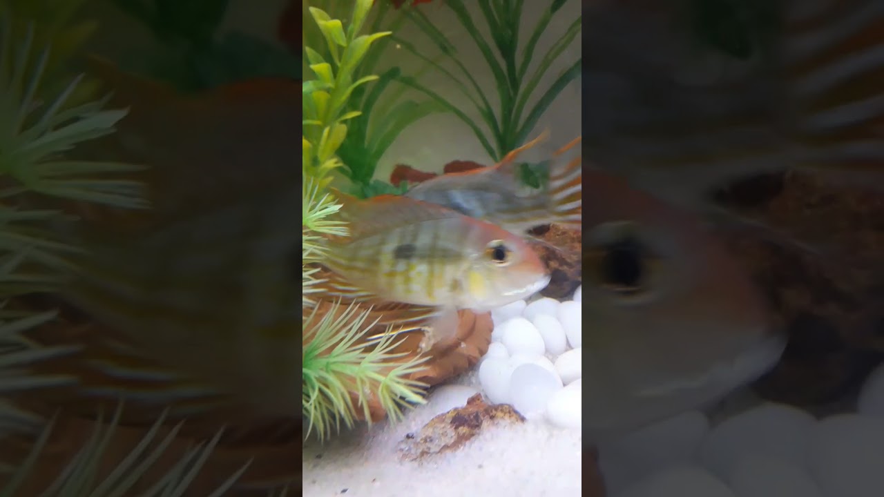 Geophagus Tapajos Breeding and Care at home