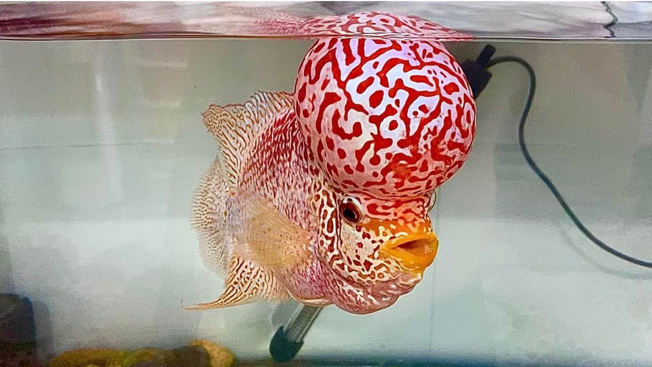 The best flowerhorn fish and beautiful aquarium