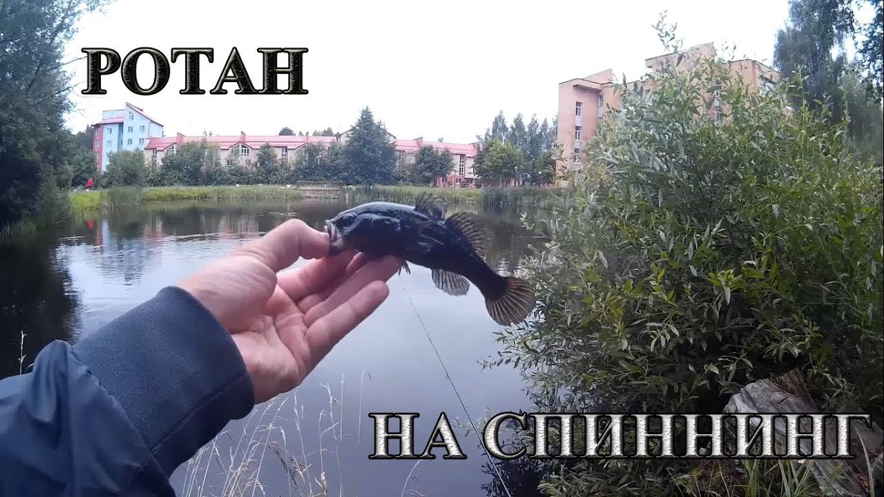 РОТАН на СПИННИНГ летом. МОРМЫШКА и ВЭКИ