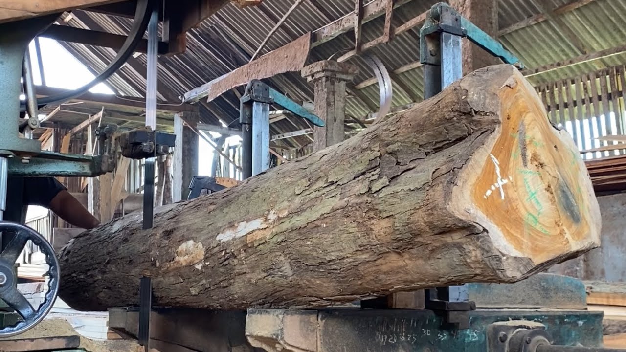 The process of sawing teak wood using a bandsaw machine in a wood factory