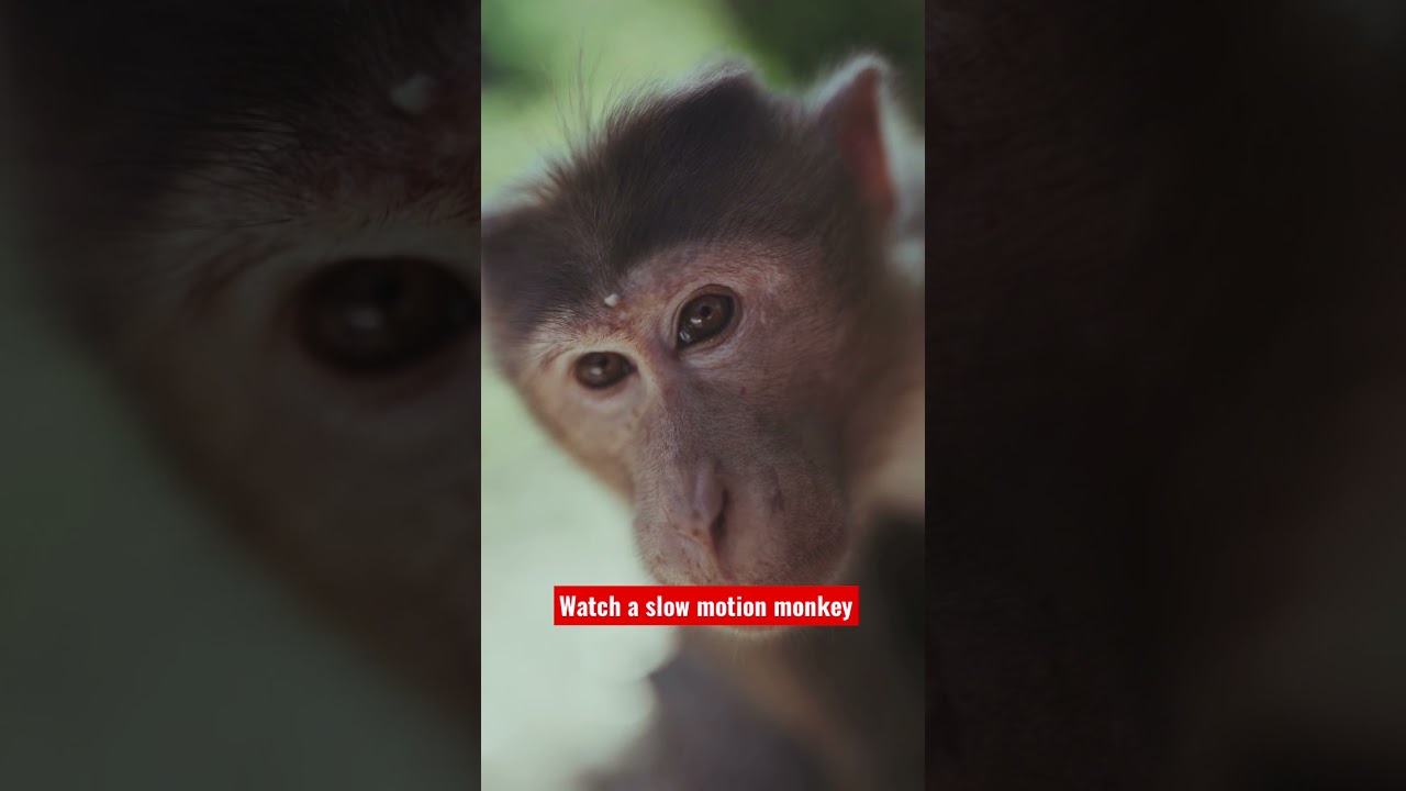 #monkey in #slowmotion #cuteanimals