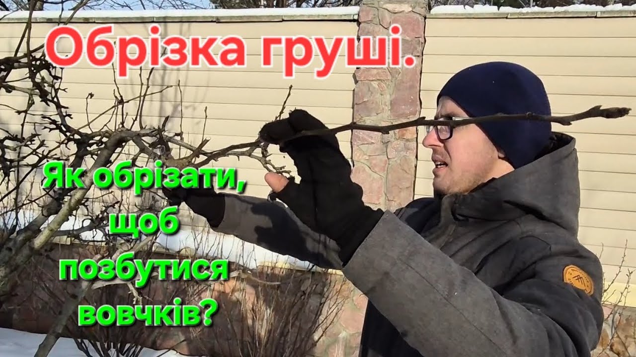 Деталі обрізки груші. Як обрізати дорослу грушу, на що варто звернути увагу. Чітко та доступно! 