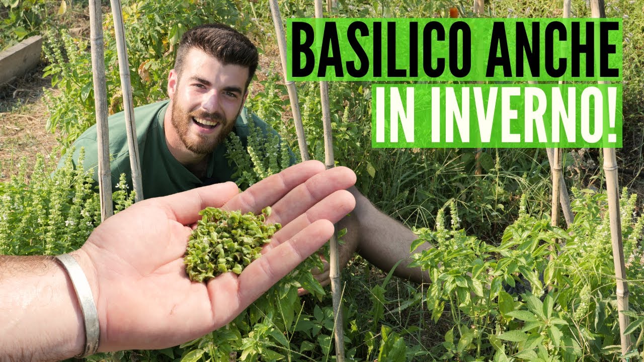 BASILICO TUTTO L'ANNO, potalo e conserva i fiori