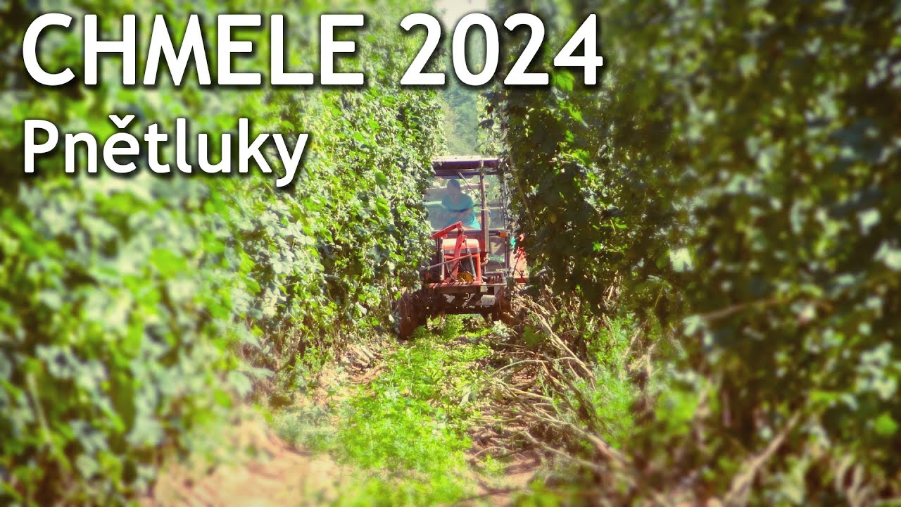 #PNĚTLUKY - Chmele 2024