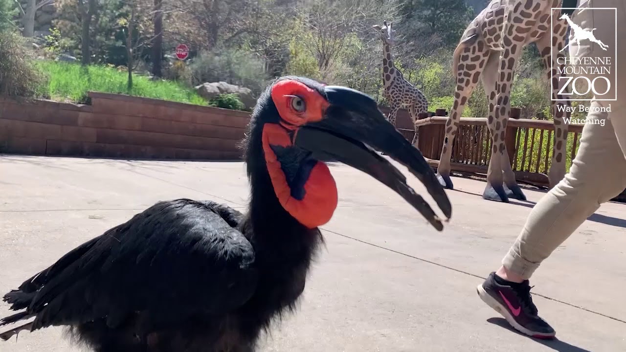 Abnormally Normal: Walkabout with Hasira, Southern Ground Hornbill