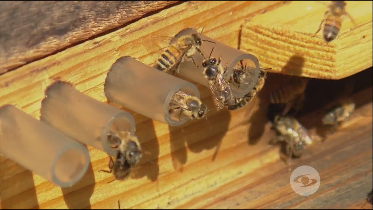 Importancia de las abejas en la agricultura