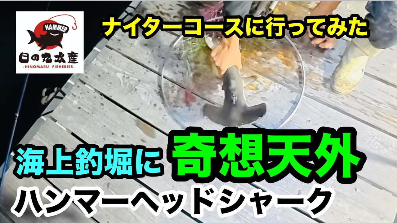【海上釣り堀 日の丸水産】奇想天外海上釣堀ナイターコース@Pポチさん