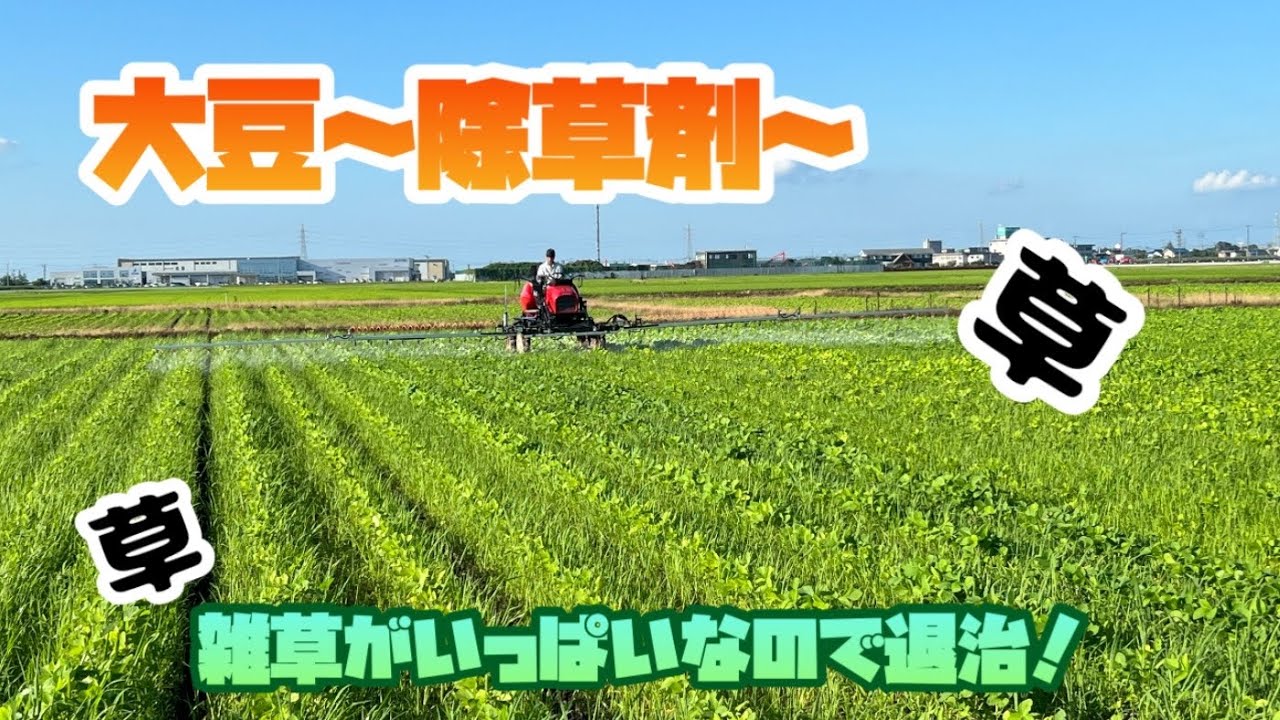 【大豆】雑草がいっぱいなので退治します！【盈科】