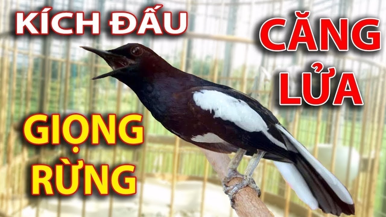 Cho&egrave; than h&oacute;t đấu giọng rừng CỰC SUNG Ch&ograve;e Than H&oacute;t Giọng Rừng K&iacute;ch Trống Căng Lửa h&oacute;t | choe than