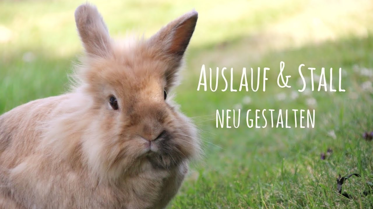Kaninchenstall & -auslauf neu gestalten