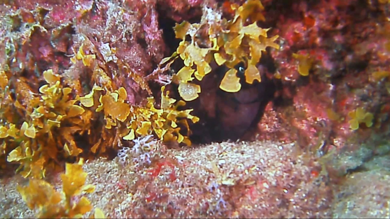 Punta Prieta
