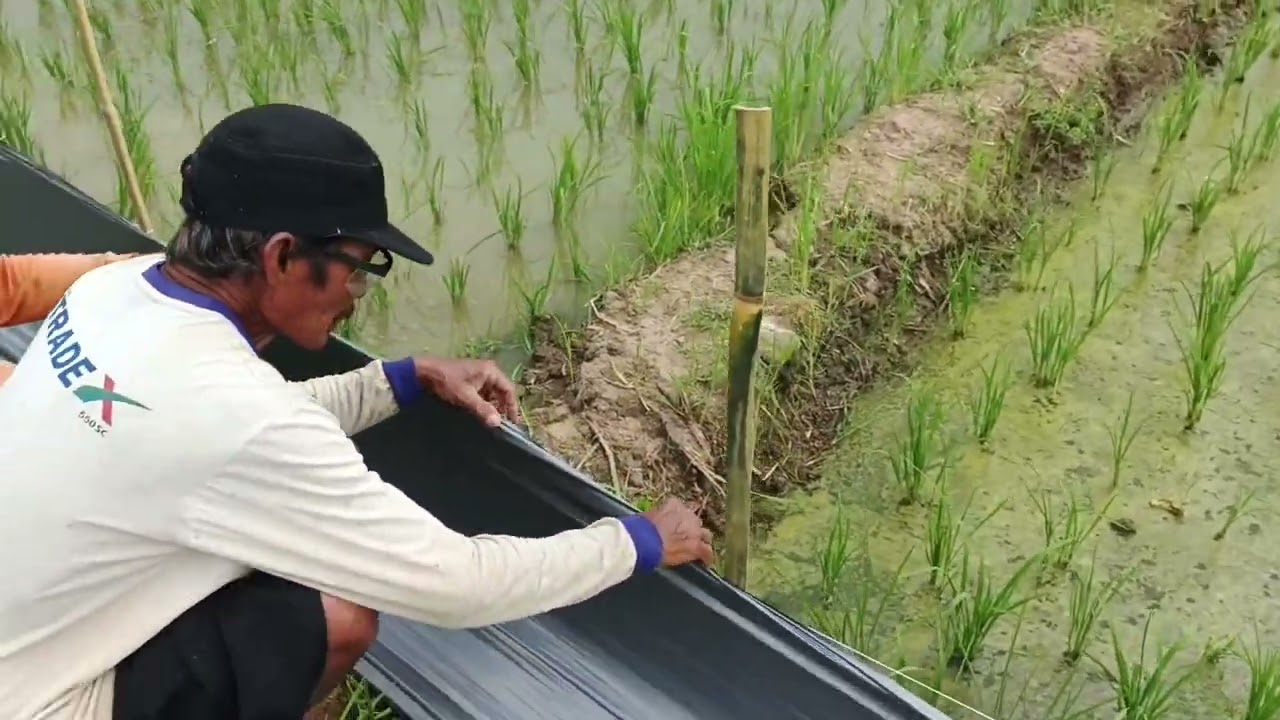 PASANG PAGAR MULSA UNTUK TIKUS