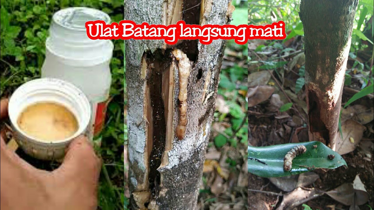 Cara cepat atasi Ulat penggerek batang pohon berlubang