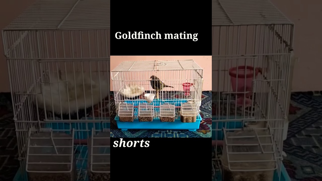 Goldfinch mating with canary  Before of moulting short video