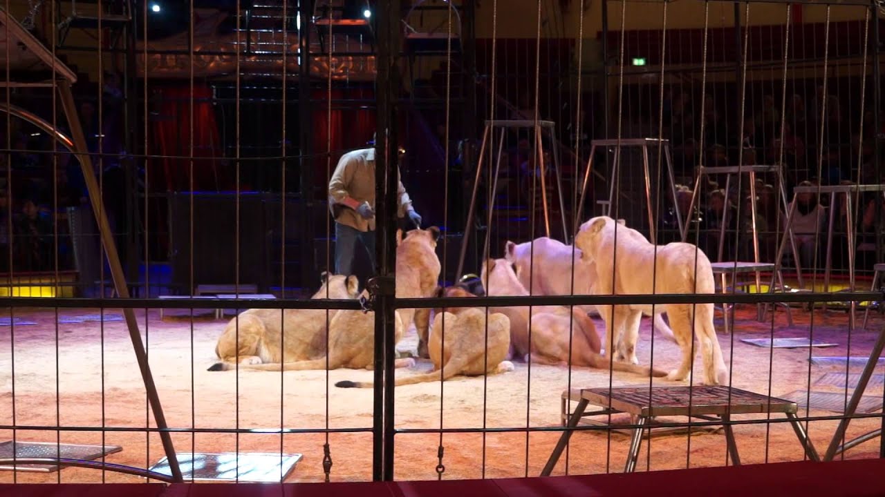 Martin Lacey jr.: Kommentierte öffentliche Raubtierproben 2016 @ Circus Krone, Teil 1