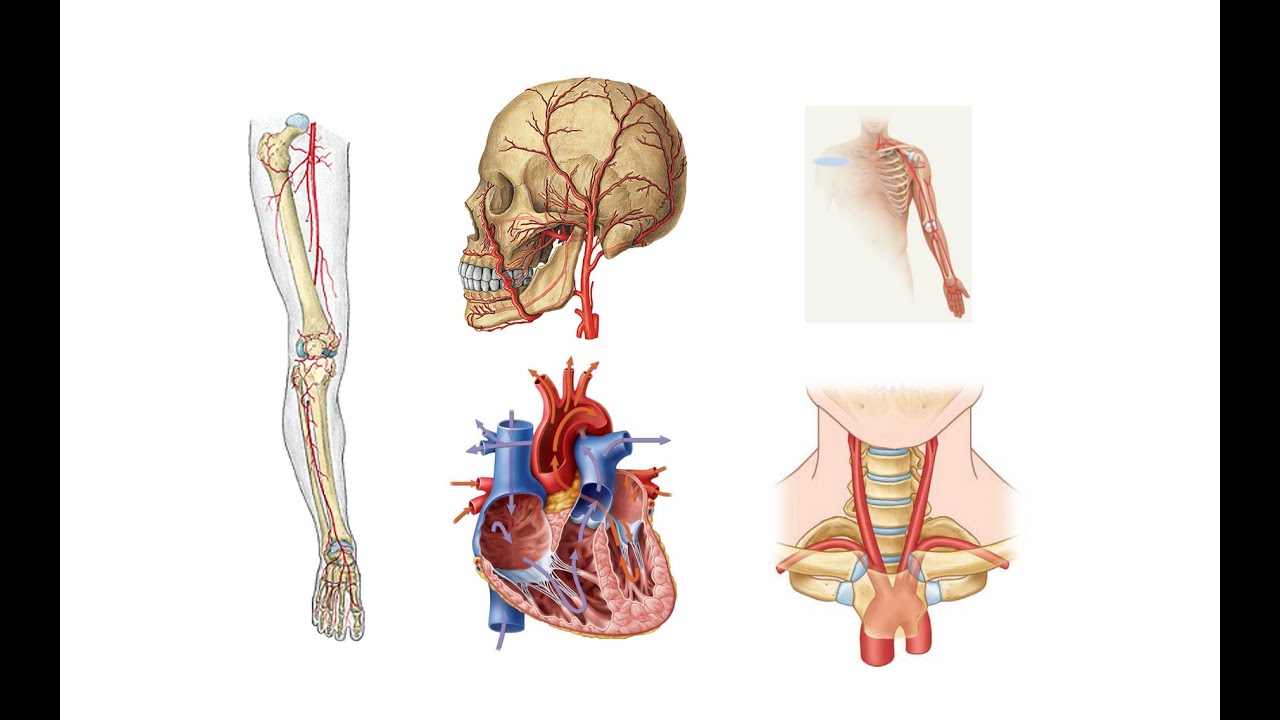 Dolaşım Sistemi Anatomisi (Bölüm 1)