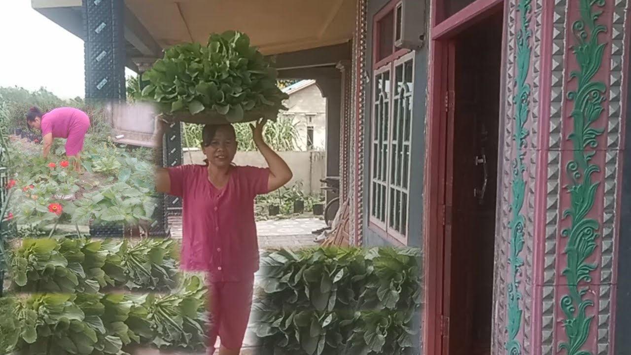 Sayur bayam dan sawi nande bakti terjual habis