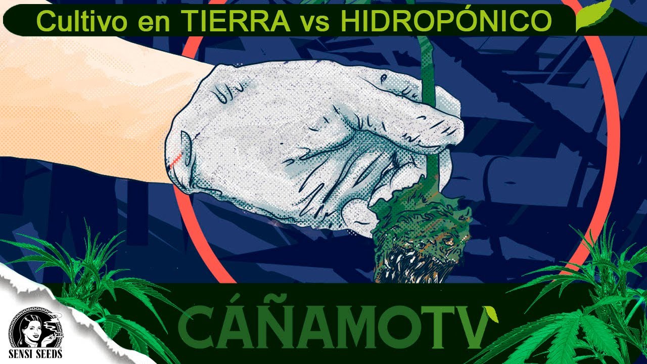 &iquest;Es mejor CULTIVAR en TIERRA o en HIDROP&Oacute;NICO?