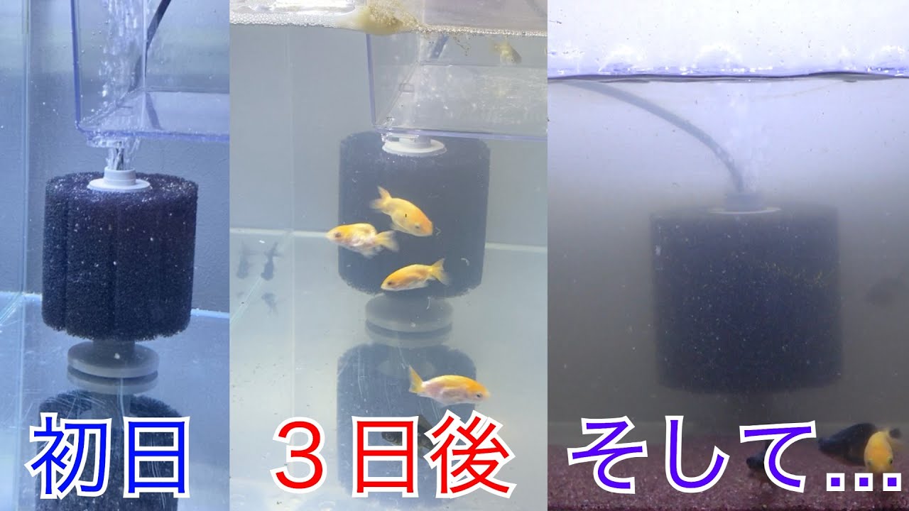 【比較】生物濾過が出来上がった水槽は水の色が全然違う 〜レア稚魚飼育〜